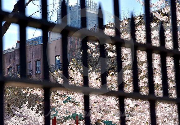HELL'S KITCHEN #46 (New York)