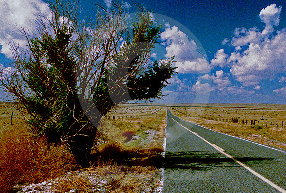 THE SHADE TREE (nr Cuervo NM)
