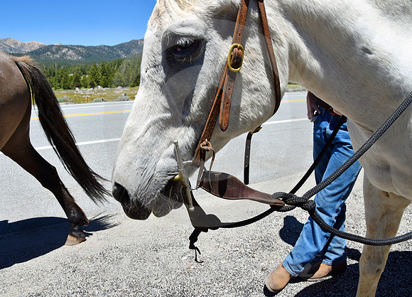 RE-RIDE #157 (nr Woodfords CA)