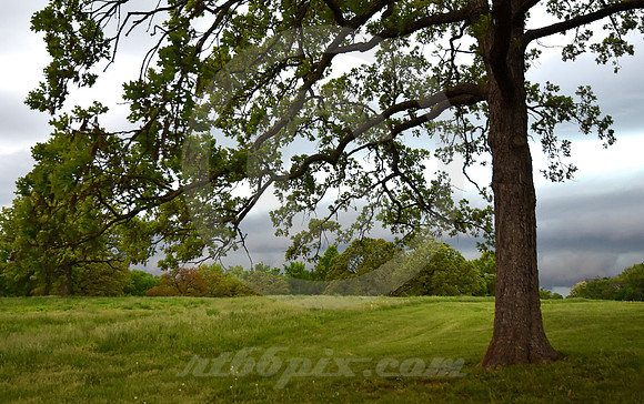 MINOR PARK #1 (Kansas City MO)
