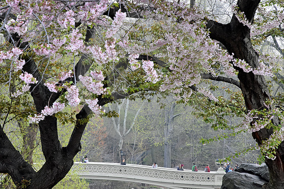 CENTRAL PARK #37 (New York)
