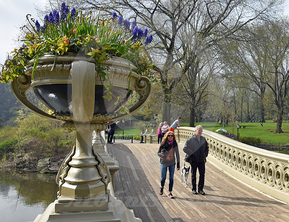 CENTRAL PARK #41 (New York)