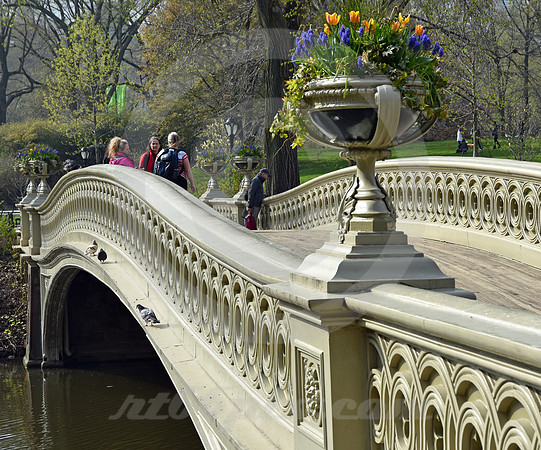 CENTRAL PARK #42 (New York)