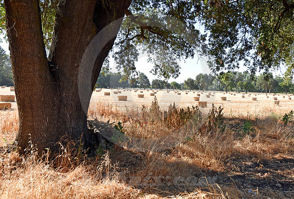 DAVIS #15 (Lincoln Highway nr Davis CA)