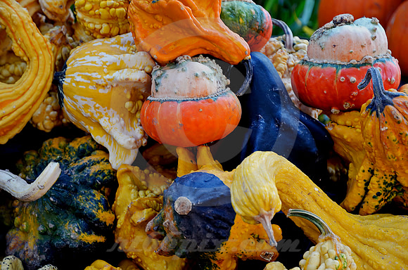 GOURDS #3 (Erie Canal Palatine Bridge NY)
