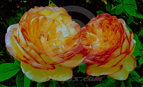 THE ROSES (Tyler TX)