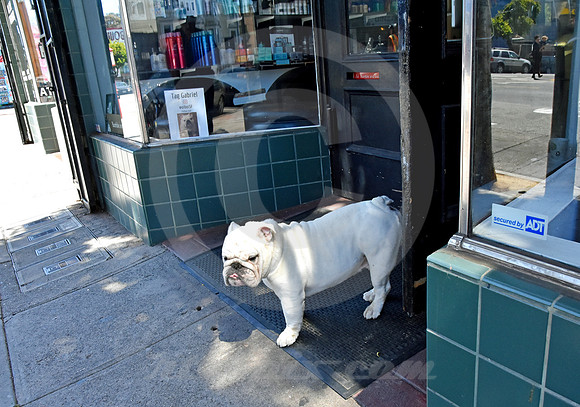 HAIGHT ASHBURY #28 (Lincoln Highway San Francisco)