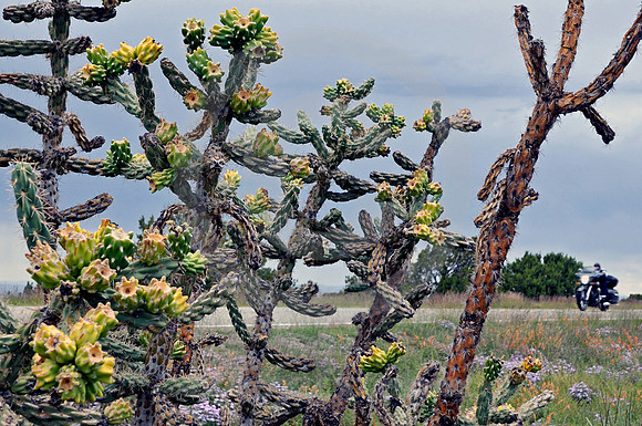 BIKE & DESERT PLANT (nr Madrid NM)