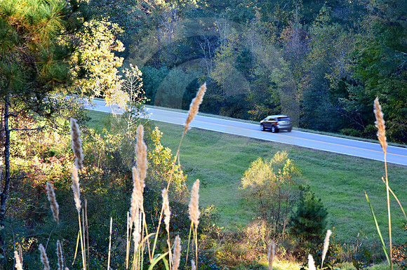 CATTAILS (Natchez Trace nr Linton TN)
