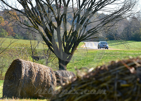 HAY FEVER (Natchez Trace nr Leiper's Fork TN)
