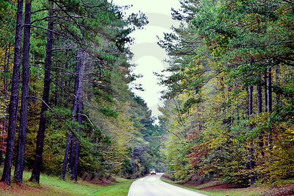ONCOMING TRAFFIC (Natchez Trace nr Tishomingo MS)