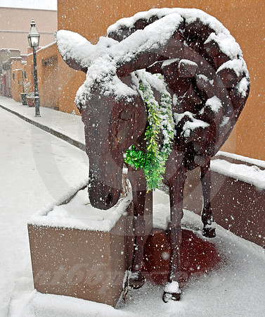 BURRO #6 (Rt 66 Santa Fe NM)