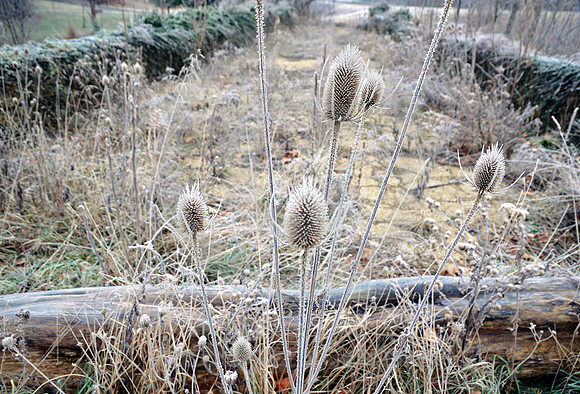 FROSTED WEEDS (National Road nr Mt Sterling OH)