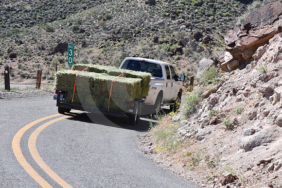 MAKING HAY (Rt 66 Oatman AZ)