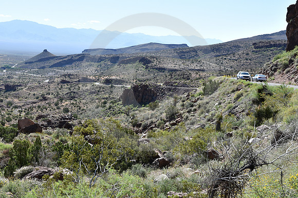 TRAFFIC JAM (Rt 66 Oatman AZ)