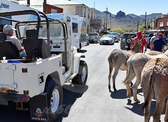 DOWNTOWN TRAFFIC (Rt 66 Oatman AZ)