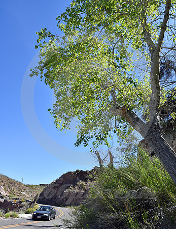 A TREE! #2 (Rt 66 Oatman AZ)