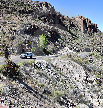A TREE! (Rt 66 Oatman AZ)