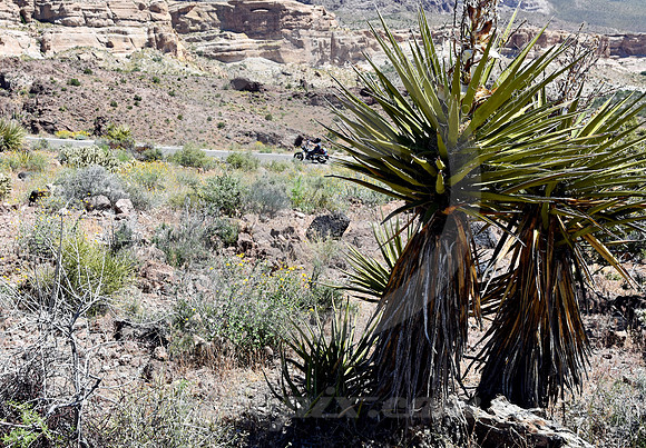BIKER & DAGGERS (Rt 66 Oatman AZ)