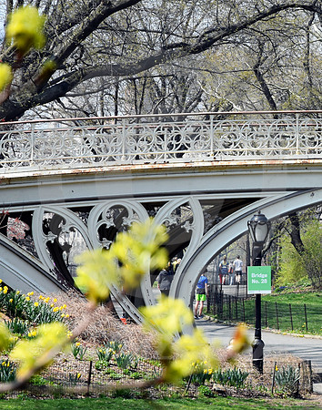 CENTRAL PARK #62 (New York)