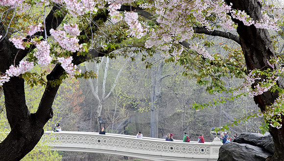 CENTRAL PARK #66 (New York)