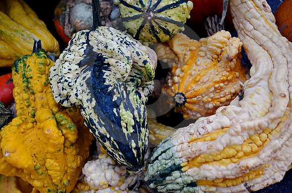 GOURDS #1 (Erie Canal Palatine Bridge NY)