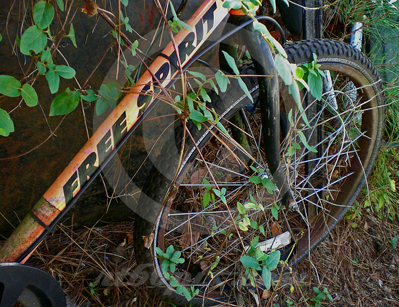 FREE SPIRIT (Lufkin TX)