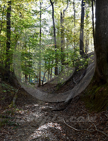 SUNKEN TRACE #8 (Natchez Trace nr Port Gibson MS)