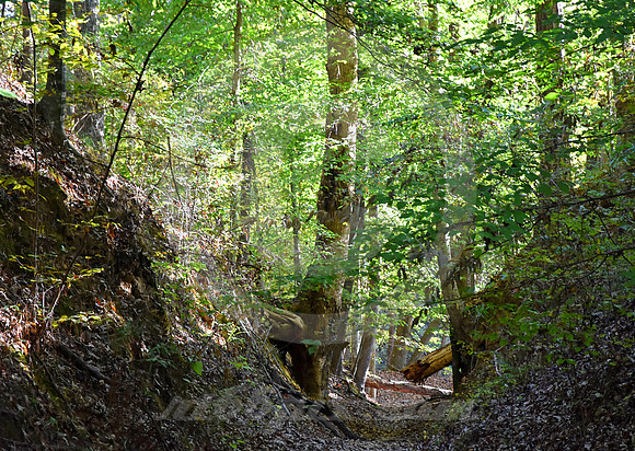SUNKEN TRACE #9 (Natchez Trace nr Port Gibson MS)