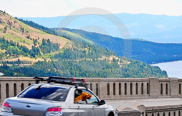 DOWNHILL DOG (Lincoln Highway Donner Pass CA)