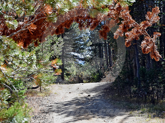 WAGON ROAD #1 (Lincoln Highway nr Donner Pass CA)