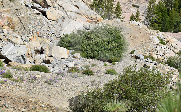 BLOCKED CURVE (Lincoln Highway Donner Pass CA)