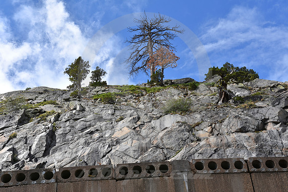 TREES, MOUNTAIN & SHED (Donner Pass CA)