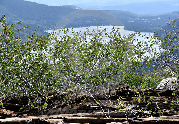 NOT THE POSTCARD VIEW (Donner Pass CA)