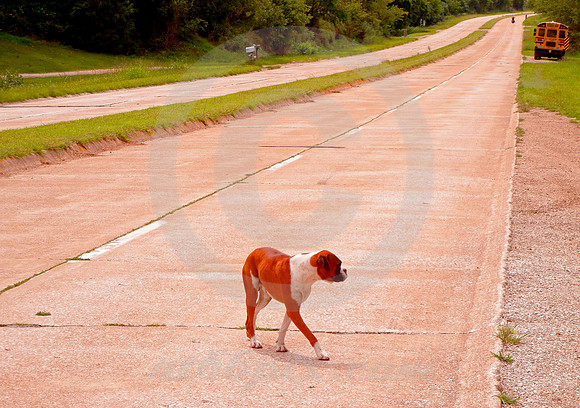 DOG ON PAVEMENT (Rt 66 nr Devils Elbow MO)