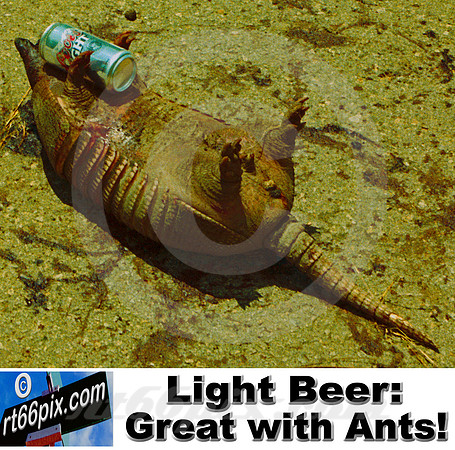 Light Beer Great With Ants!