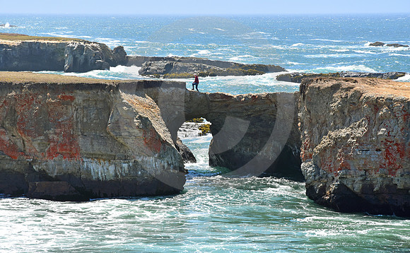 CALIFORNIA LIFE #135 (nr Point Arena CA)