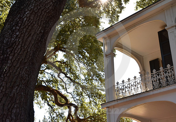 STANTON HALL #14 (Natchez Trace Natchez MS)