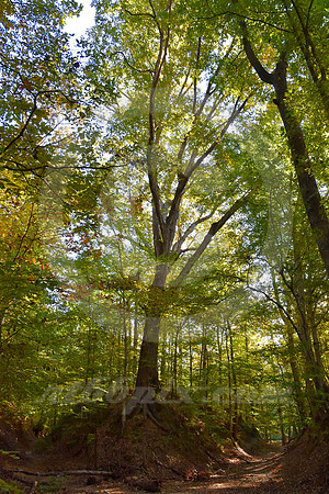 CANOPY (Natchez Trace nr Port Gibson MS)
