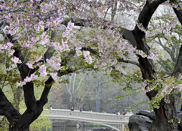 CENTRAL PARK #69 (New York)