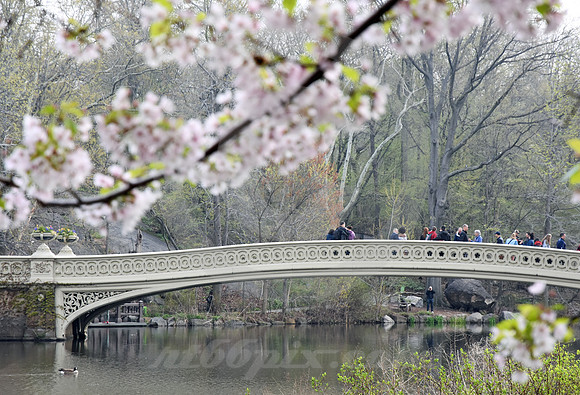 CENTRAL PARK #70 (New York)