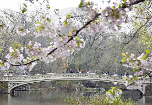 CENTRAL PARK #71 (New York)