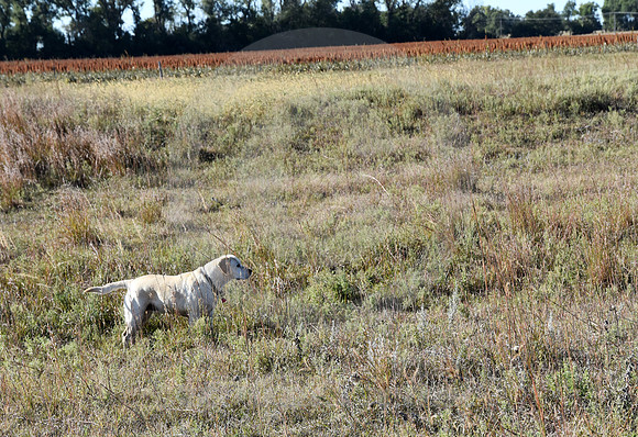 RALPH'S RUTS #4 (nr Lyons KS)