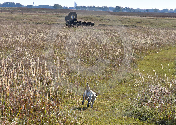 RALPH'S RUTS #6 (nr Lyons KS)