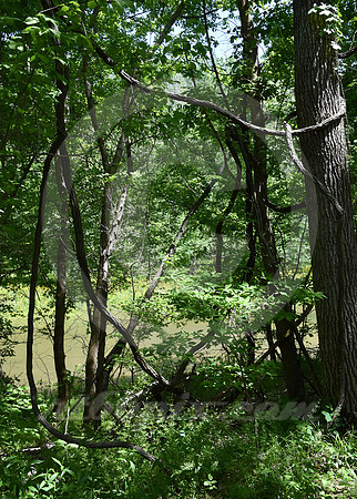 ARROW ROCK #7 (Arrow Rock MO)