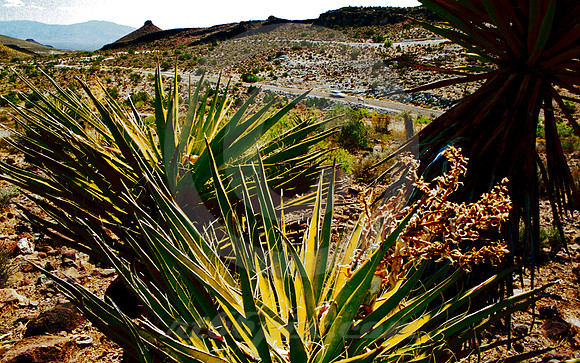 PLANTS AND VEHICLE (Rt 66 nr Oatman AZ)
