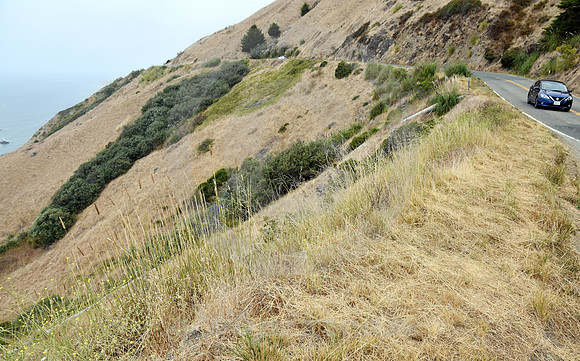 CALIFORNIA LIFE #124 (nr Gualala CA)