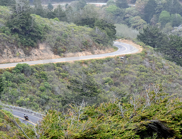 CALIFORNIA LIFE #125 (nr Gualala CA)