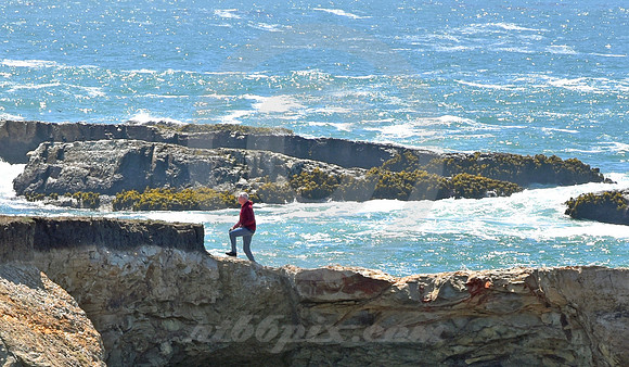 CALIFORNIA LIFE #133 (nr Point Arena CA)
