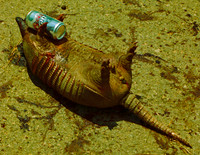 LIFE'S TOO SHORT TO DRINK LIGHT BEER! (nr Paris TX)